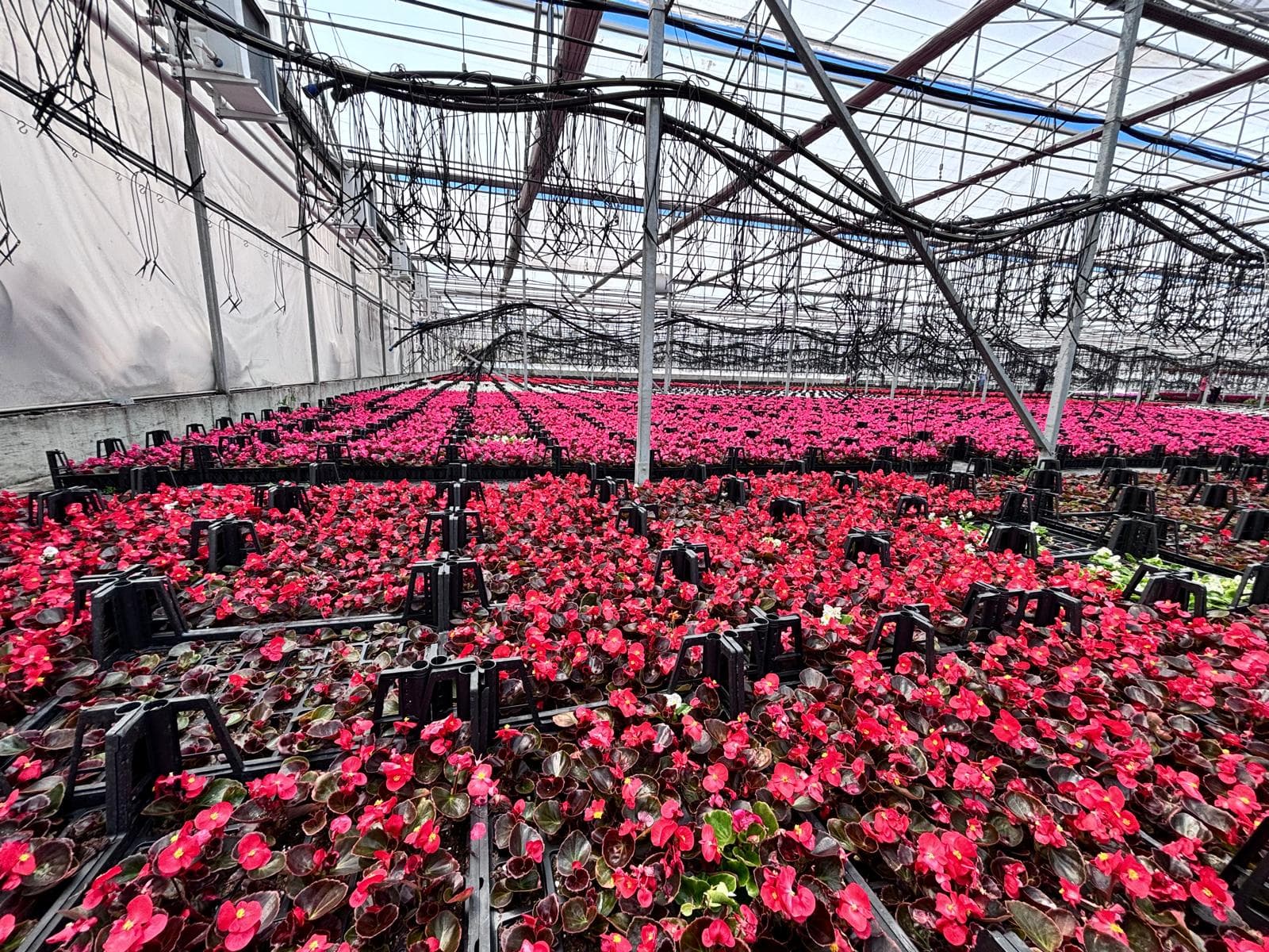 Sera & Fide Kompleksi